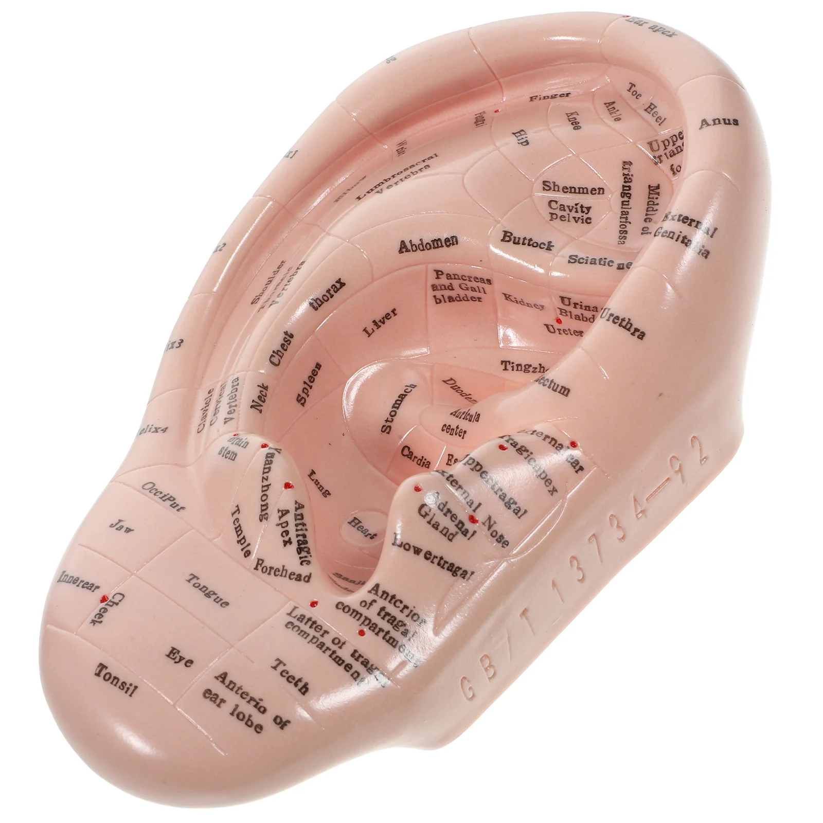 

Auricular Model Ear Mold Massage Tools Lettering Chinese Medicine Teaching Prop Pvc Soft Glue Clear Earrings