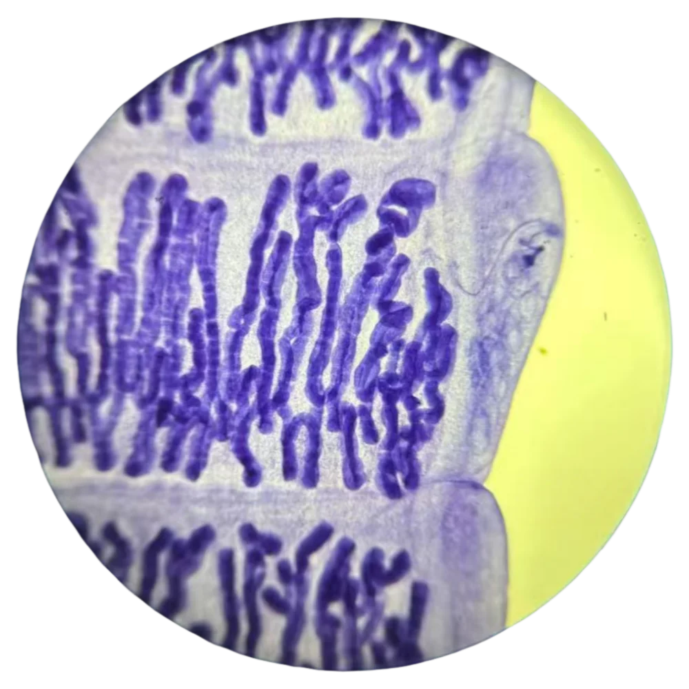 

1 шт., подготовленные предметные стекла для микроскопа, гравидные просолды Теніархнchosis из тела животного