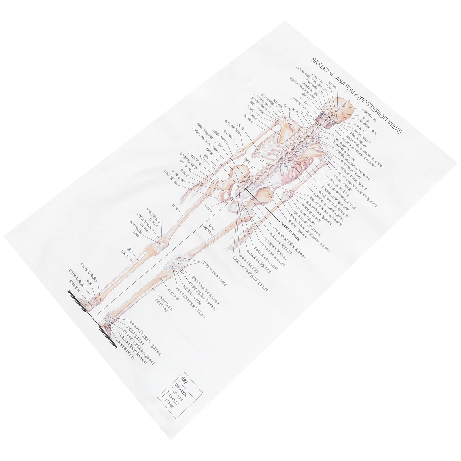 Cartaz de anatomia humana grande sistema esquelético papel kraft para decoração de festa em casa presente de ensino