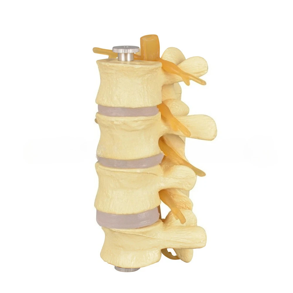 

Teaching model, large lumbar spine model (4 sections) skeleton model