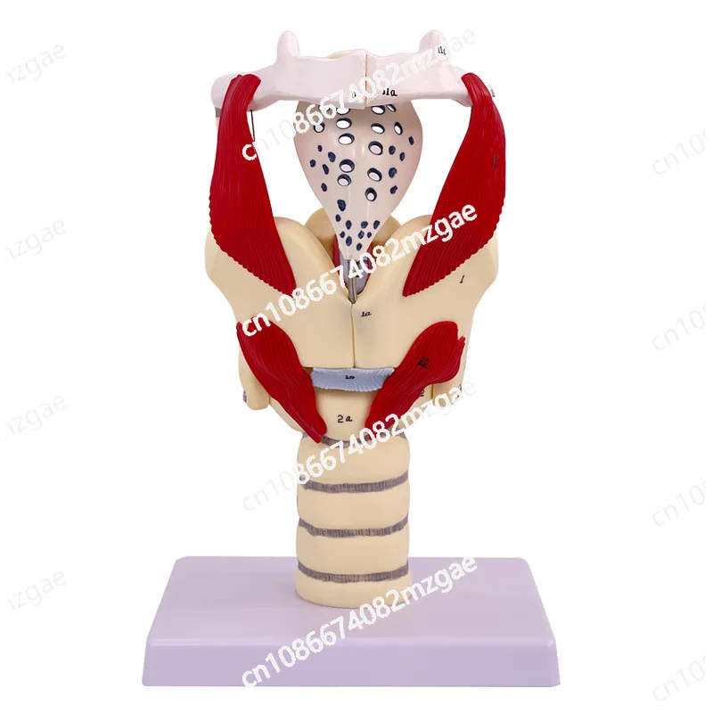 Hot Structure and Function of Larynx Model,Human Anatomical Larynx model