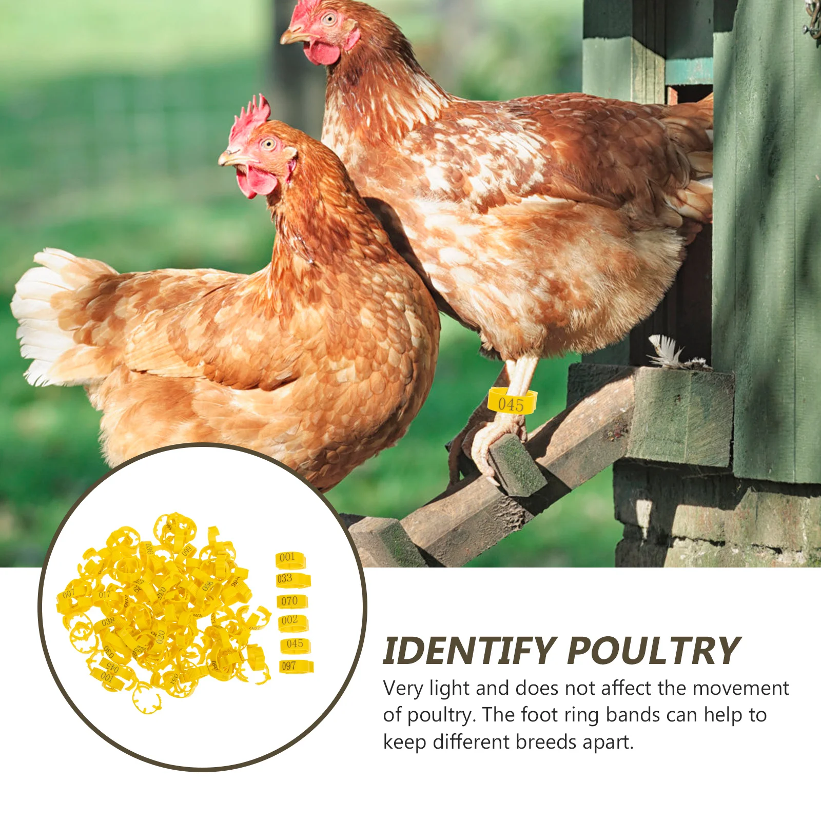 

100pcs Chicken Leg Rings Plastic Poultry Identification Rings Smooth Lightweight Reusable Foot Marking Bands For Birds Geese