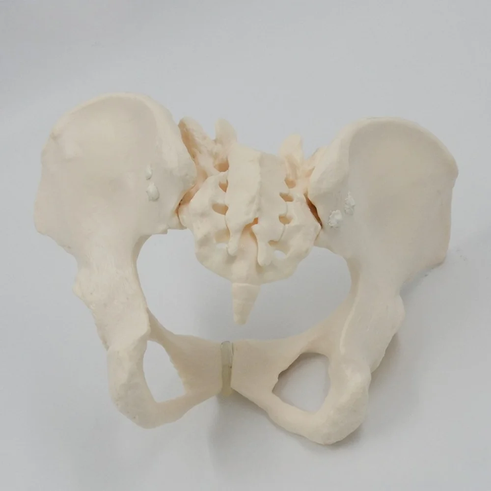 

Life Size Movable Female Pelvis Anatomy Model Flexible Sacrum Hip Bone Simulator Medical Teaching Tool for Anatomy Education Tra