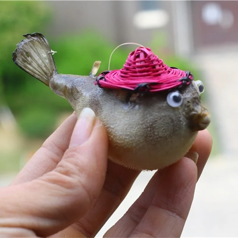 Natural Puffer Fish Puffer Fish Stickleback Specimen with Bamboo Hat Marine Biological Fish Skin Car Furniture Pendant Home