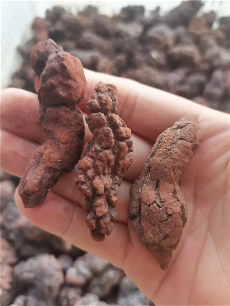 1000g Fossilized Dinosaur Poop Specimen COPROLITE Authentic  from Madagascar Dino Sample for Educational Purposes