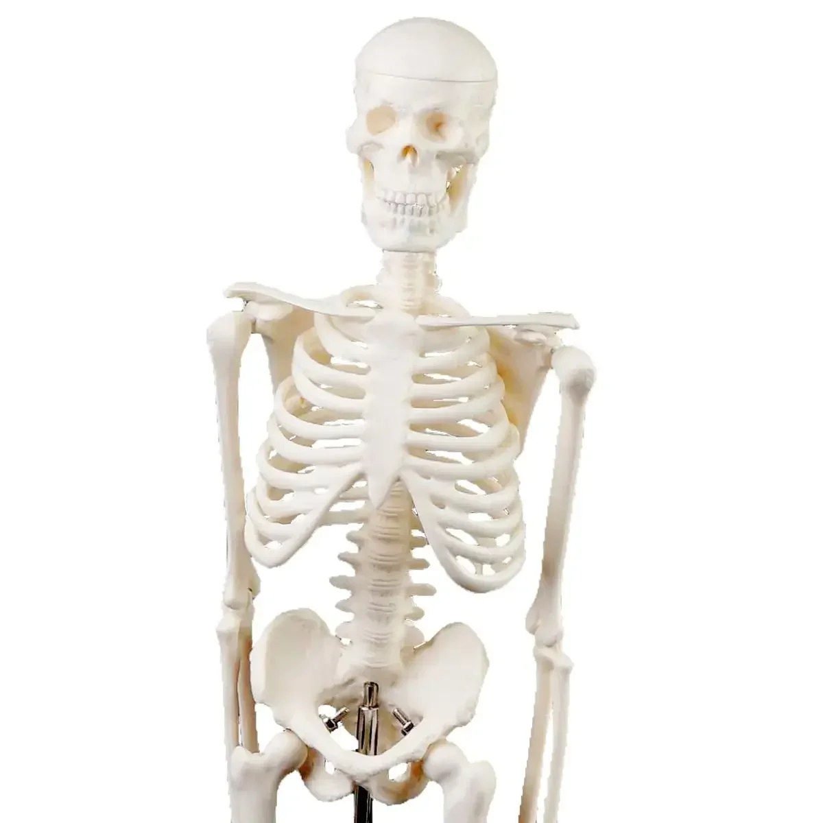 45CM Human Anatomical Anatomy Skeleton Model Medical  Poster Medical Learn Aid Teaching Aid Education