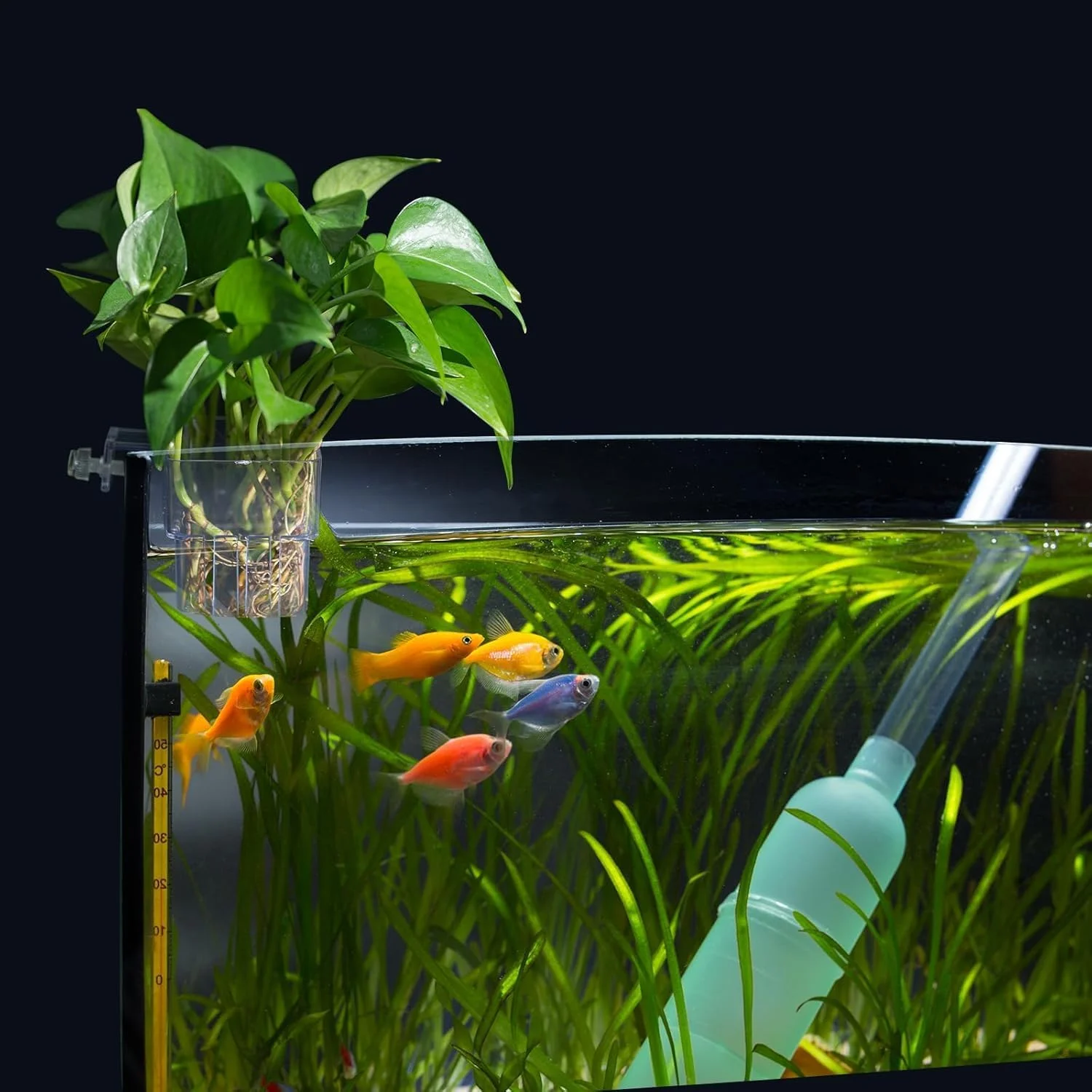 Clear Acrylic Aquarium Plant H - Aquarium Planted Wall ulasan dan harga