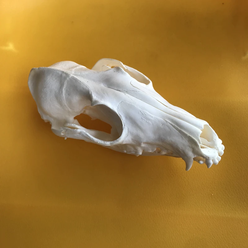 2pcs Red Fox Skull taxidermy real bone skeleton Christmas decoration gift