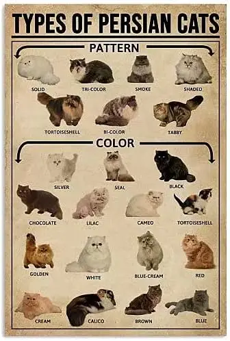 Persian Cats Knowledge Metal Poster Types Of Persian Cats Retro Tin Sign School Cafe Bedroom Bathroom Kitchen Home Art Wall Deco