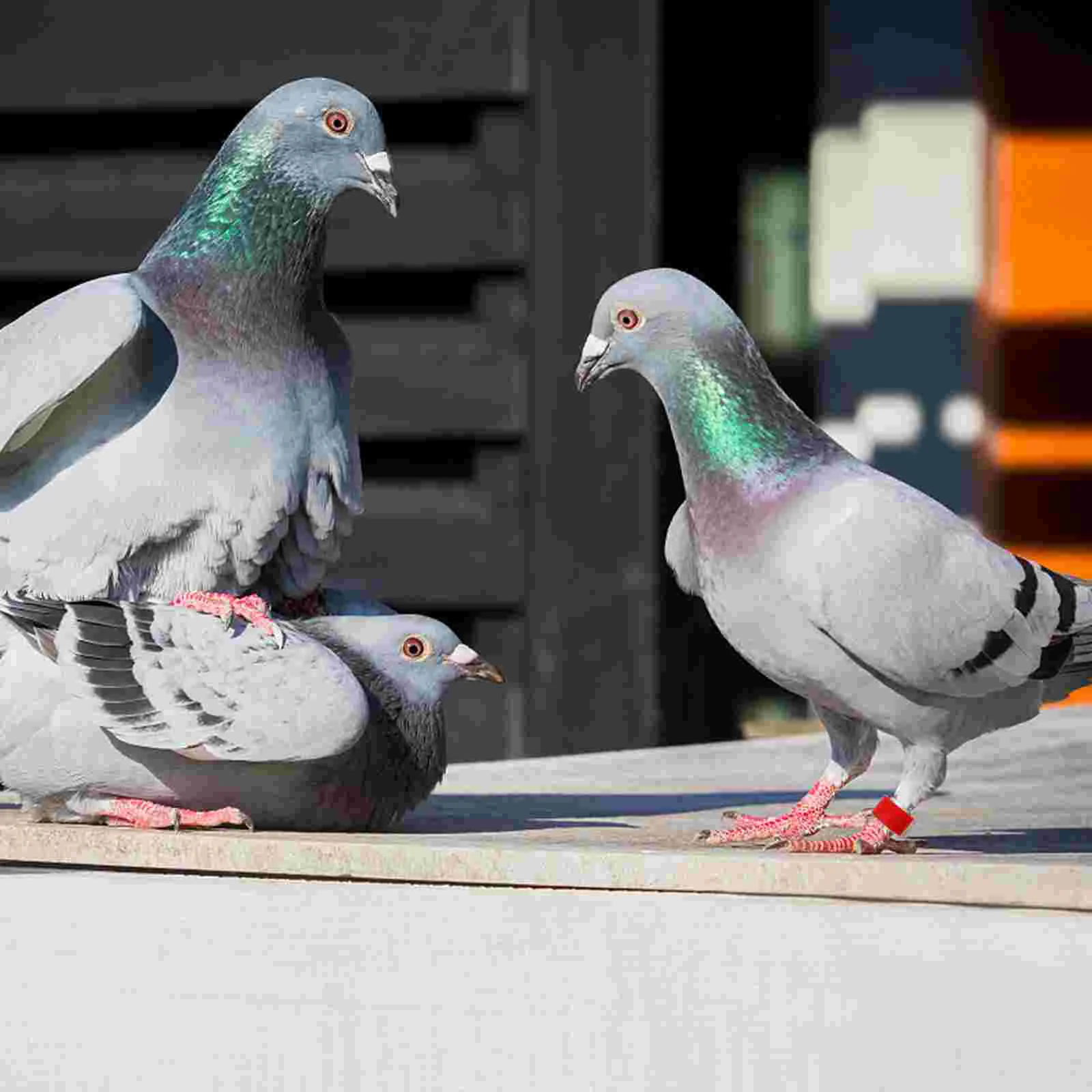 Homing Pigeon Anklet Pierścionki identyfikacyjne ptaka Klips na nogę Wielokolorowe opaski na stopy Materiały dla ptaków