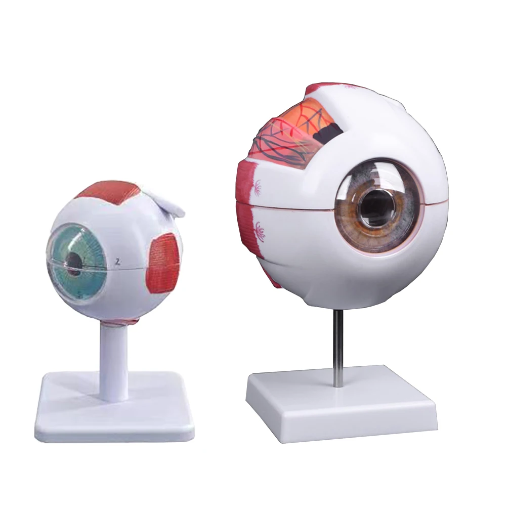 Modelo de Anatomia do Globo Ocular Órgãos Humanos, Ensinando Prop, 6X 3X Estudo do Olho Humano