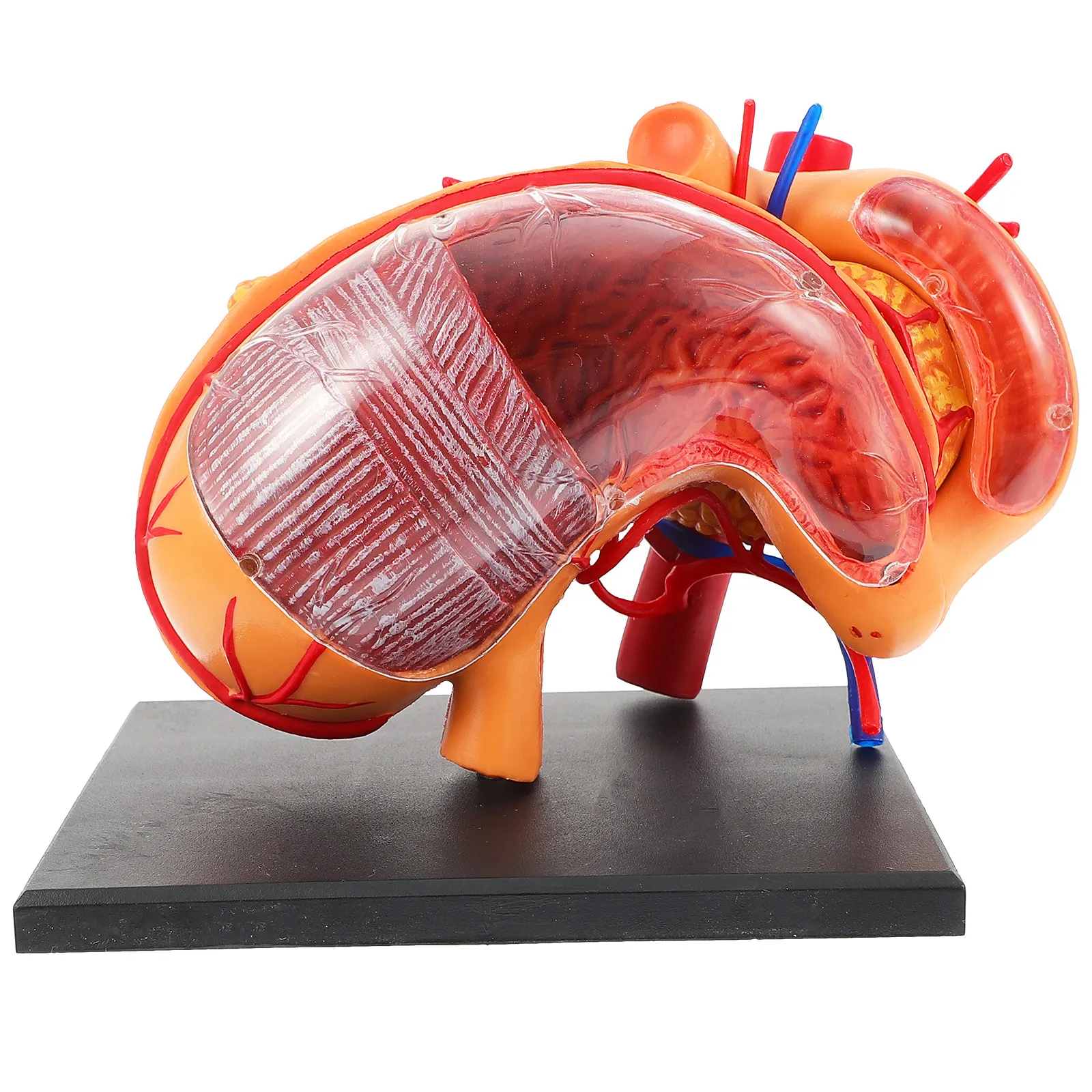 

1Pcs Stomach Anatomical Teaching Aid Plastic Lightweight Classroom Teaching Equipment for Colleges Biology Education