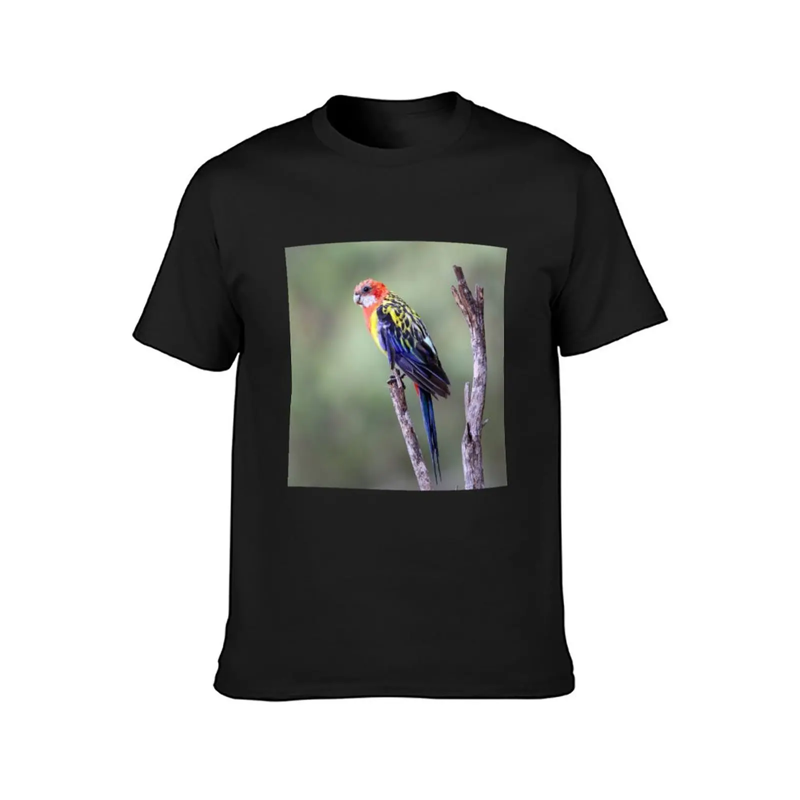 Eastern Rosella T-Shirt funnys tops men t shirts