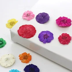 About 1cm/12pcs,Pressed mini daisy petals,dry flower DIY adhesive jewelry wedding party bookmark gift card flower petal makeup
