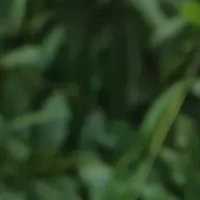 1Pc New Stainless Steel Root Rake Bonsai Potted Plants 3-Prong Loosen Soil Tool Handheld Rustproof Rake Home Gardening Tool