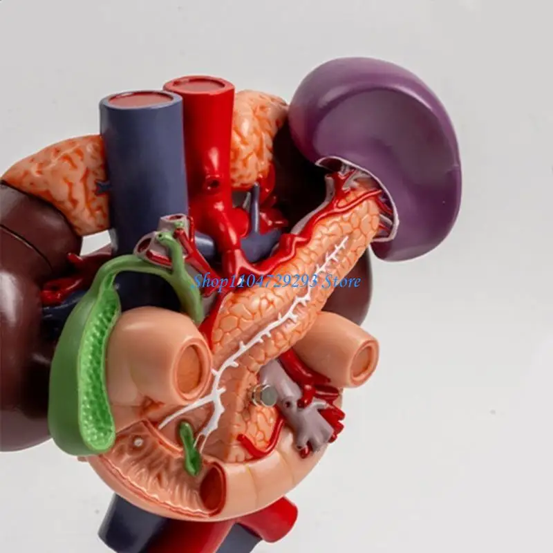 O modelo anatômico do Y2GD inclui aorta abdominal, pâncreas, baço e duodeno