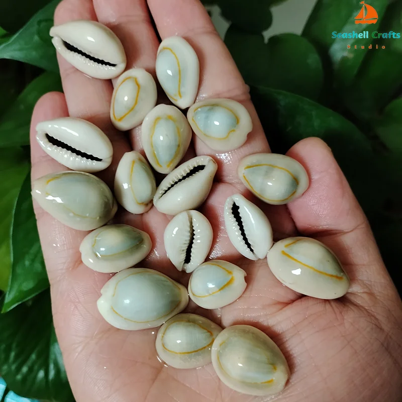 20 PCS Gold-ringer Cowrie Shell Genuine Ring Top Cowrie Shells Monetaria Annulus Beads for Necklace and Bracelet, DIY Crafts