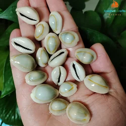 20 PCS Gold-ringer Cowrie Shell Genuine Ring Top Cowrie Shells Monetaria Annulus Beads for Necklace and Bracelet, DIY Crafts