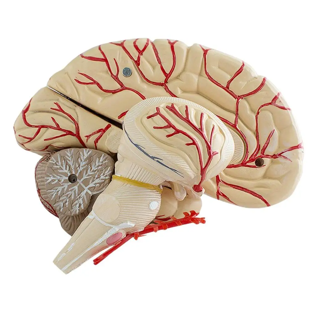 Human Anatomical Brain Section Dissection Organ School Teach Model