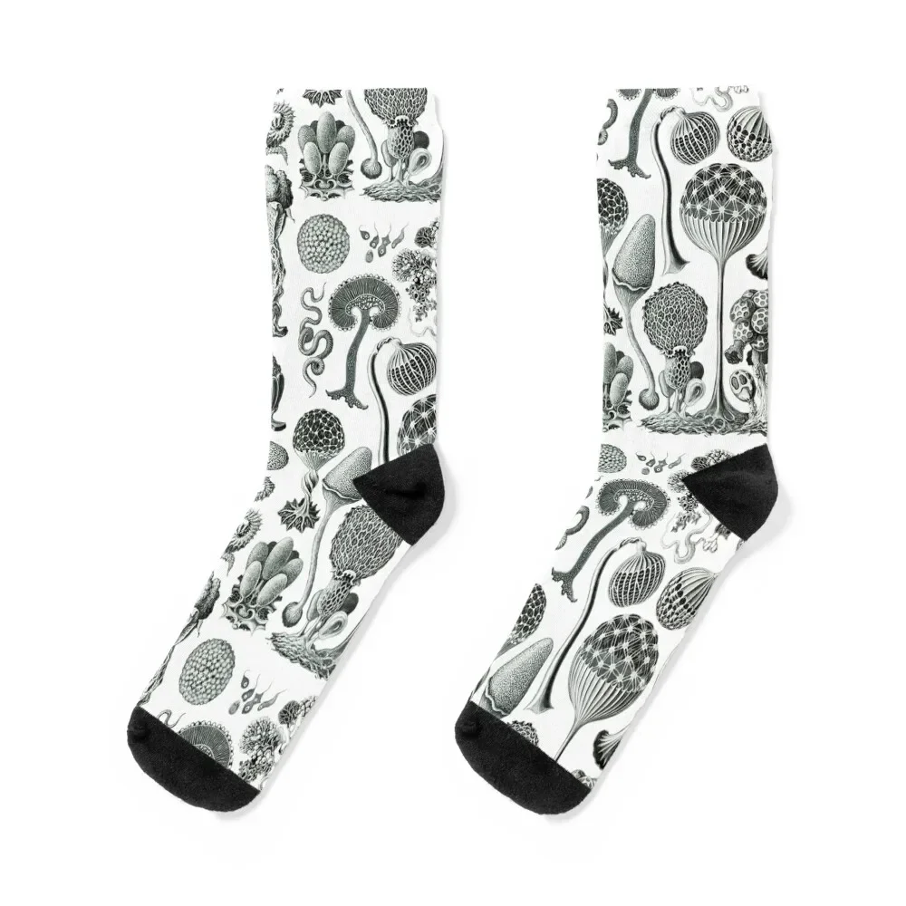 

Ernst Haeckel - Mycetozoa Socks cute cartoon football men cotton high quality Socks Male Women's
