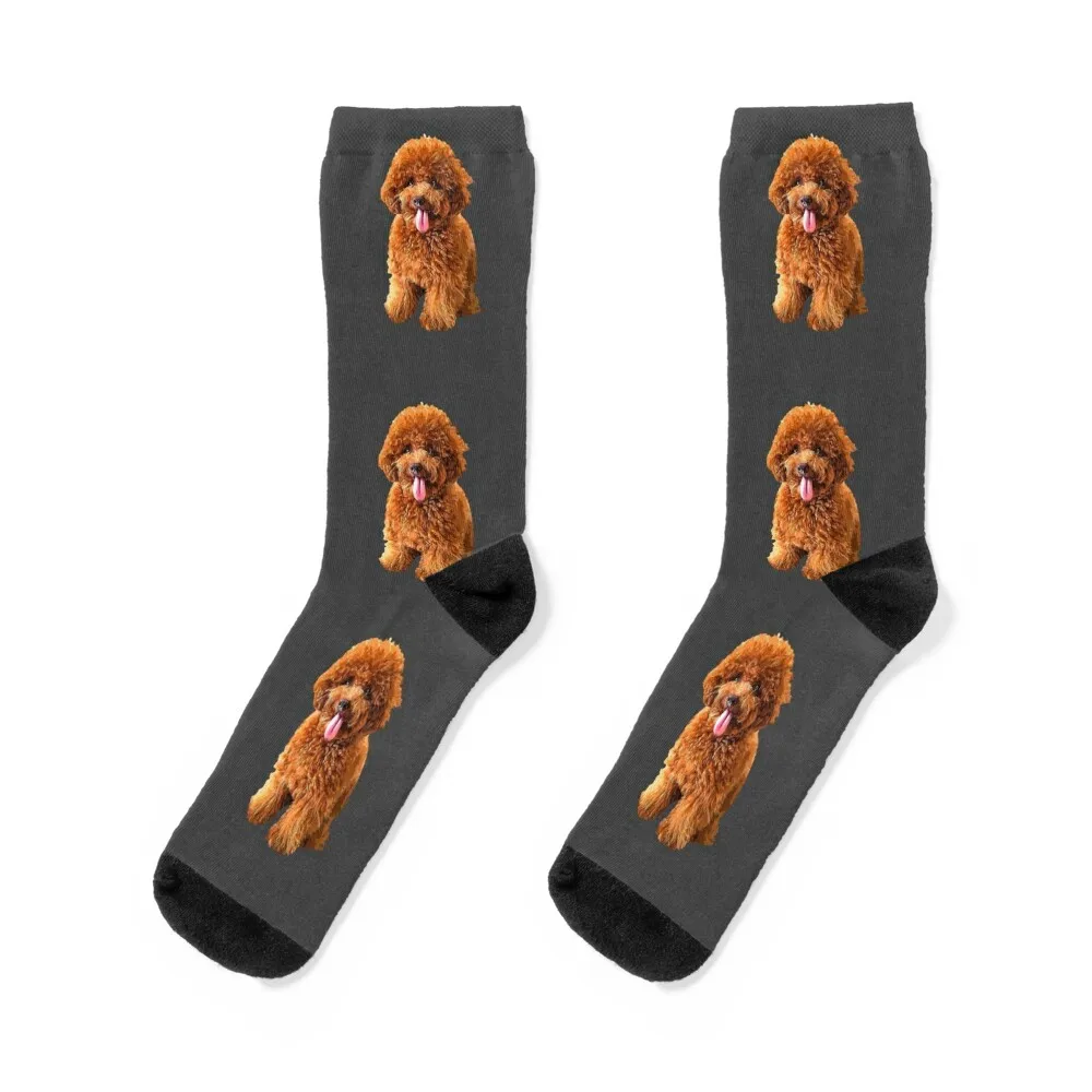 

Poodle Doodle Mini Labradoodle Toy Goldendoodle Socks sheer short Soccer Men Socks Women's