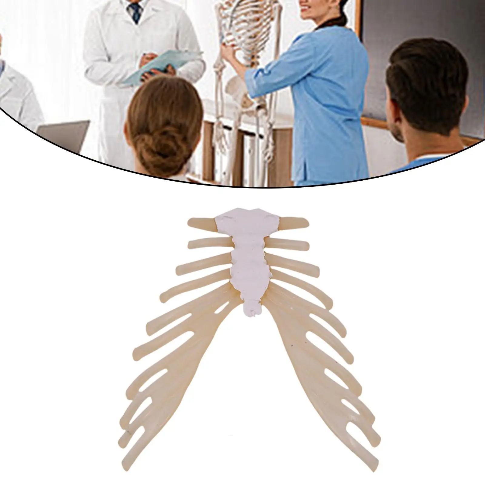 

Teaching Props Sternum Bone Demonstration Model Props for Boys and Girls