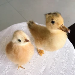 1pcs Taxidermy duckling stuffing Eurasian Yellow Little Ducks specimen chick Teaching / Decoration