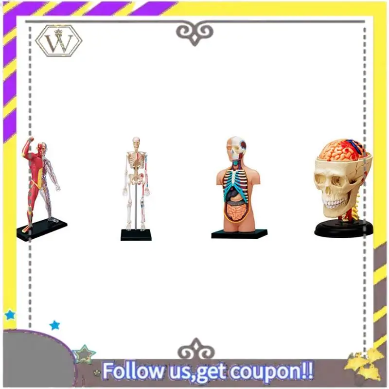 جديد - نموذج جسم الإنسان الجذري، أجزاء قابلة للإزالة، نموذج الأعضاء التعليمية لطلاب فئة الدراسة #1