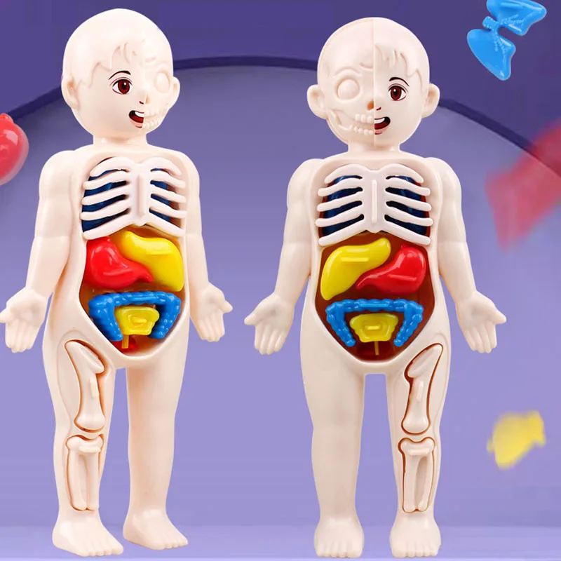 Dziecko Montessori 3D Puzzle zabawka, ludzkie ciało Model anatomiczny nauczanie edukacyjne zabawka do montażu organów, narzędzie do nauczania dla dzieci