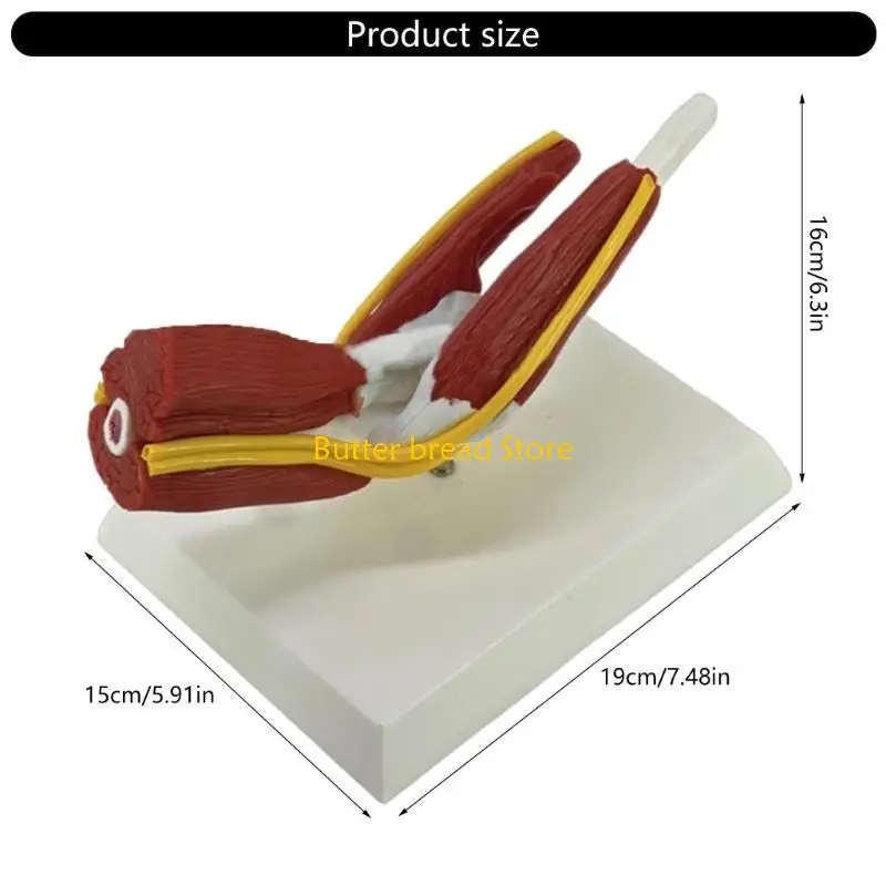 W89C筋肉質の右肘関節解剖学モデル専門教育トレーニングのための解剖学的肘関節筋神経モデル