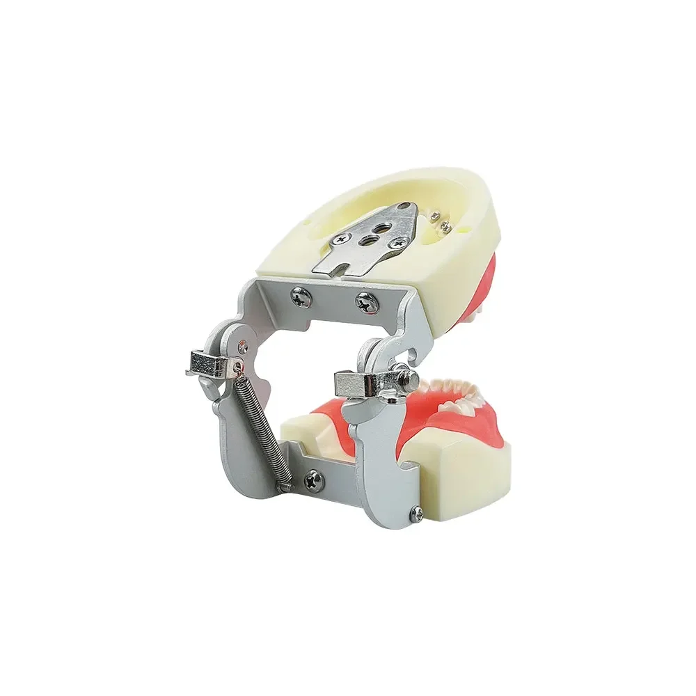 Kids Dental Typodont Model With Removable Teeth Soft Gums Teeth Model Training For Children Dentistry Practice Tooth Model Child