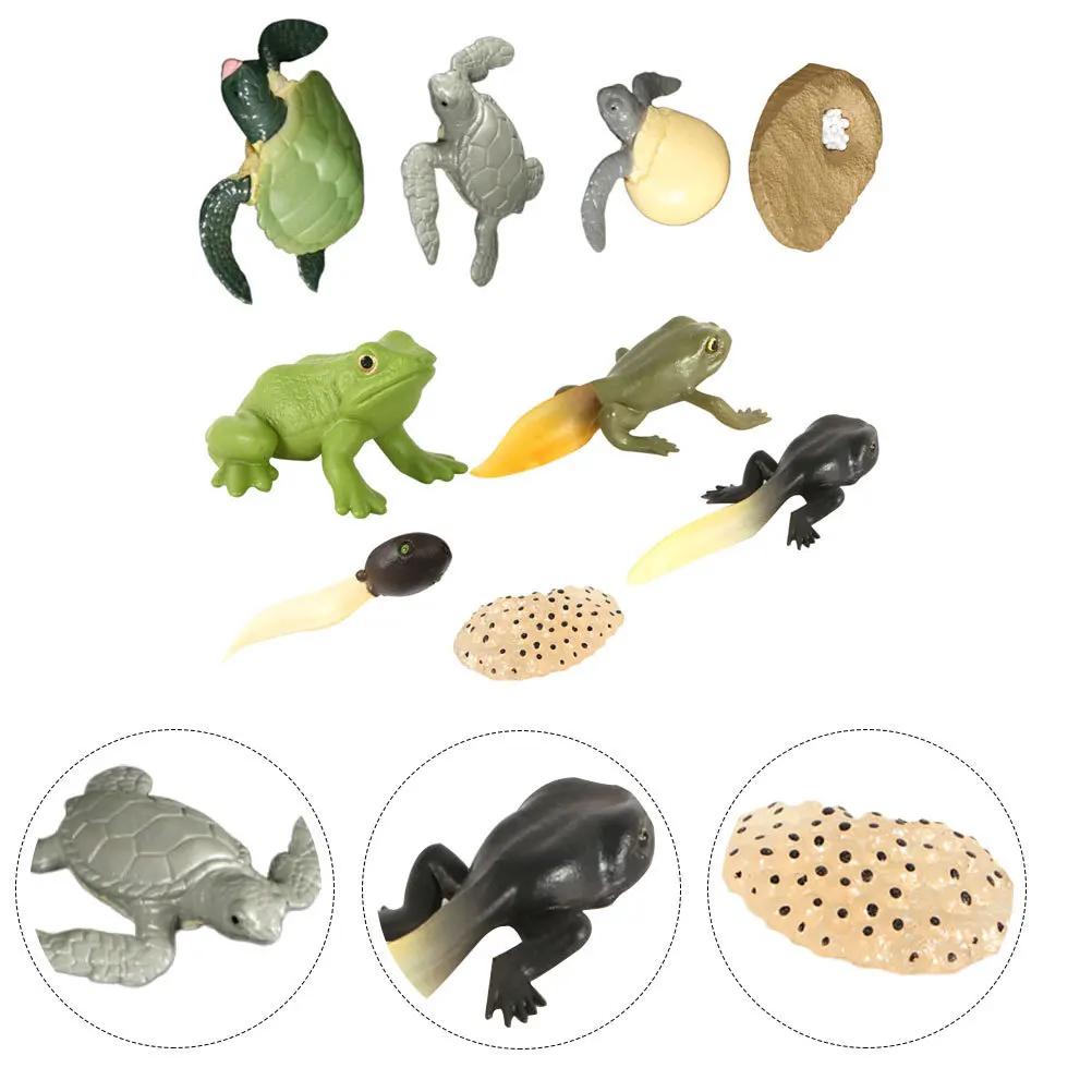 

2Sets Detailed Animal Design Frogs Turtle Educational Display for Kids Nature Study Brighten Photos Home Hotel Aesthetic