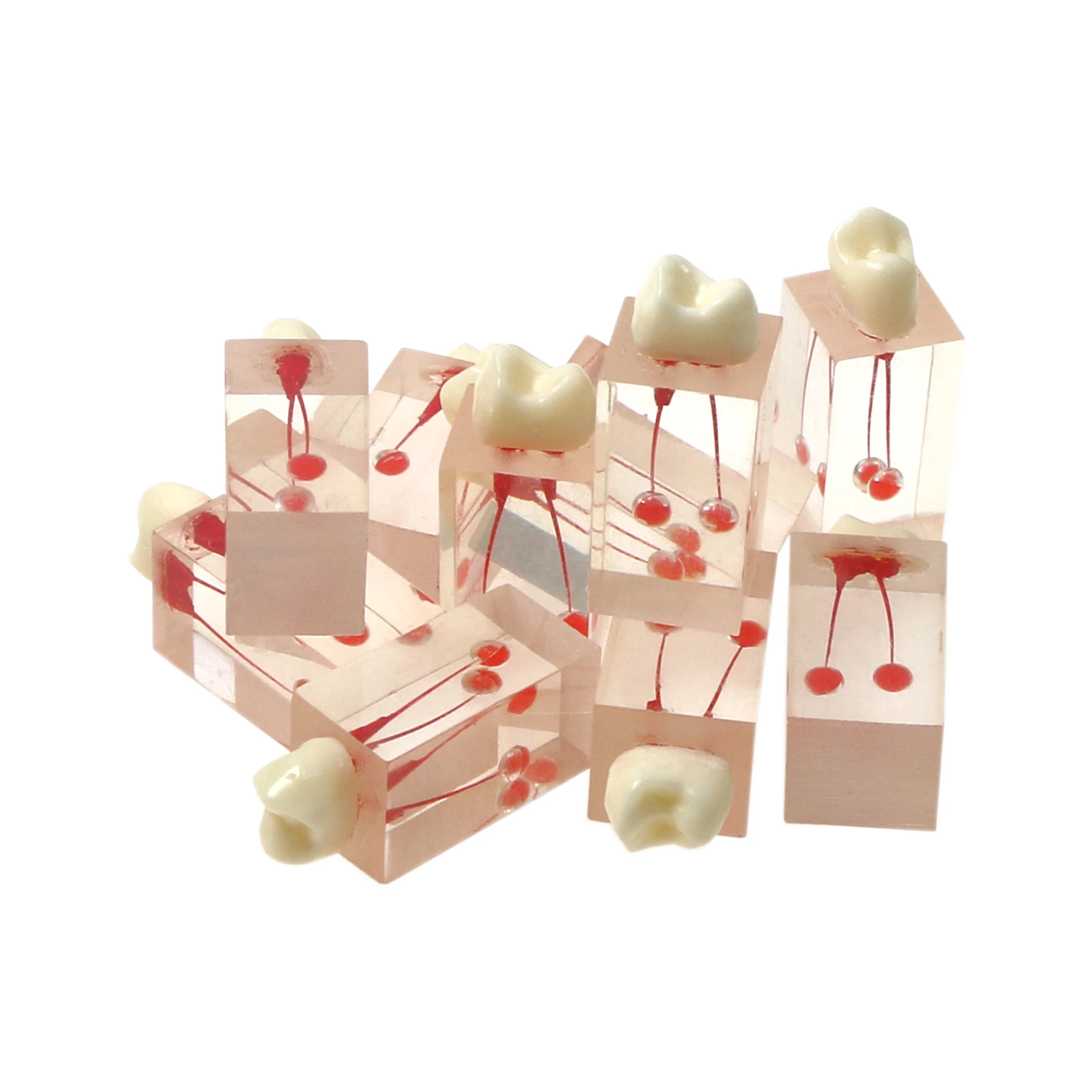 

M8004 Dental Endodontic Root Canal Block Models Dental Education Teaching Resin Root Canal Training RCT Practice Pulp Cavity
