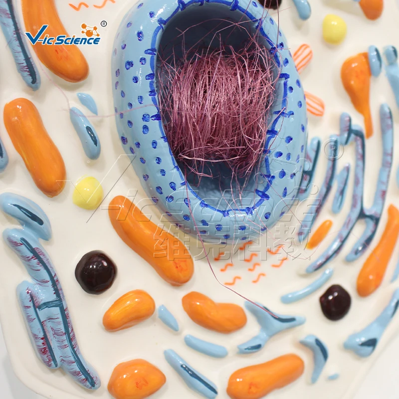 Model pengajaran anatomis sel hewan