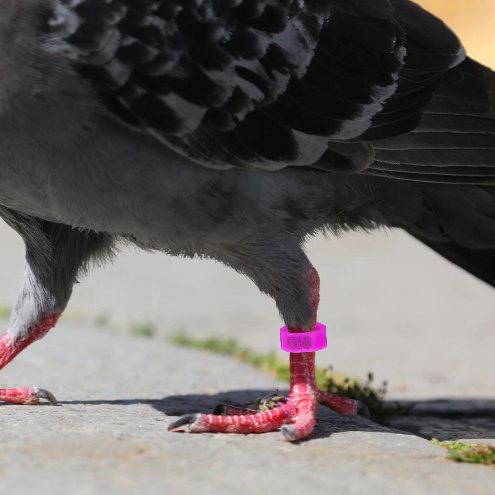 

100 pcs Poultry Identification Rings Durable Plastic Chicken Leg Bands Clear Numbers Design Reusable Farm Marker Tools