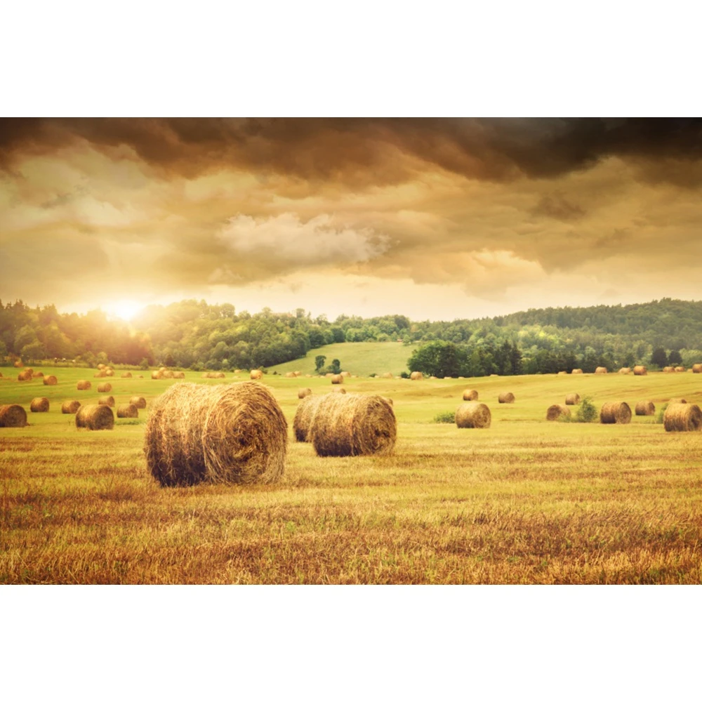 Autumn Photography Backdrop Rural Wheat Fields Farm Barn Harvest Pumpkin Haystack Thanksgiving Baby Portrait Photo Background