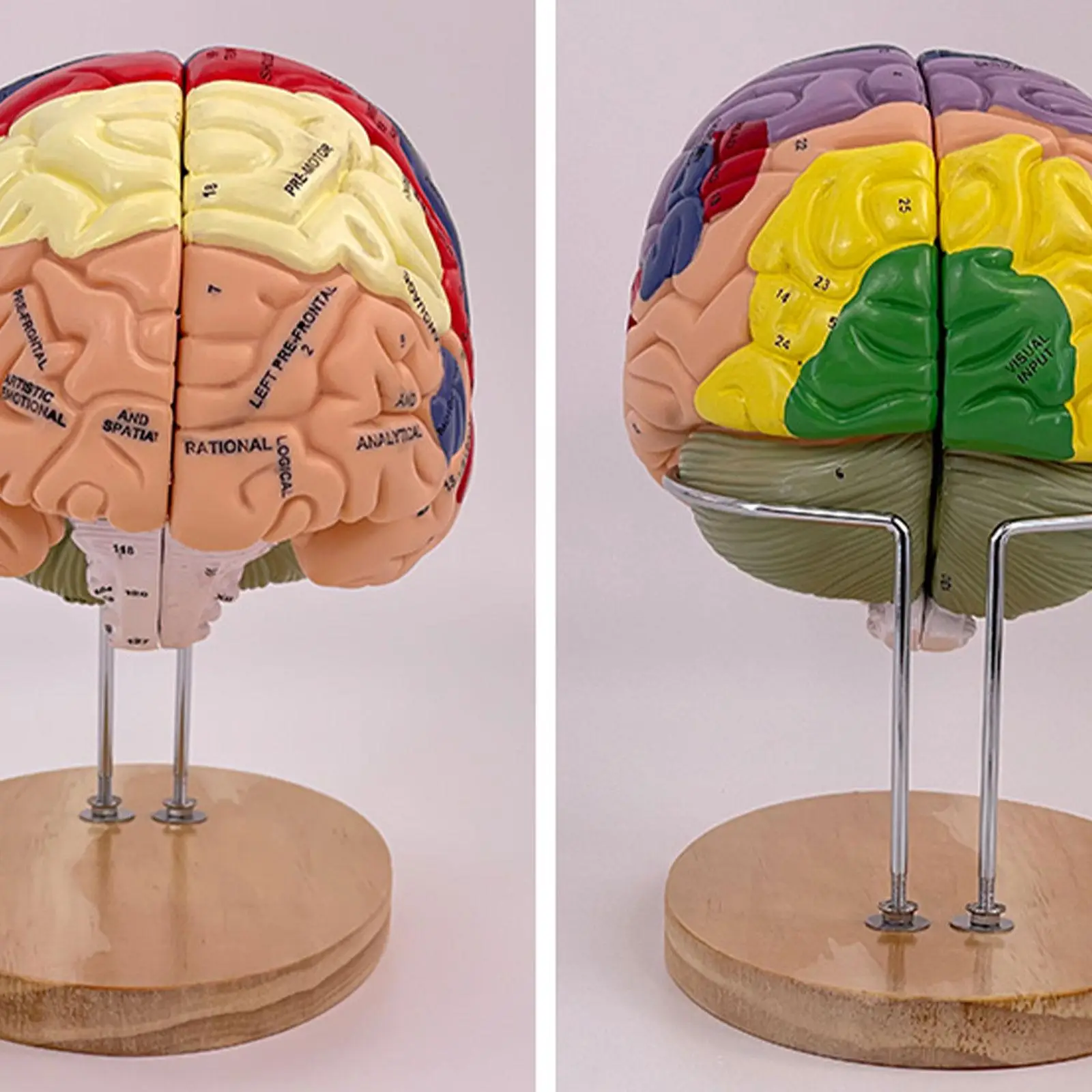 Enlarged Human Brain Model Anatomy Double Size Display 4 Parts With Color Coded Functional Areas Sensory Psychology