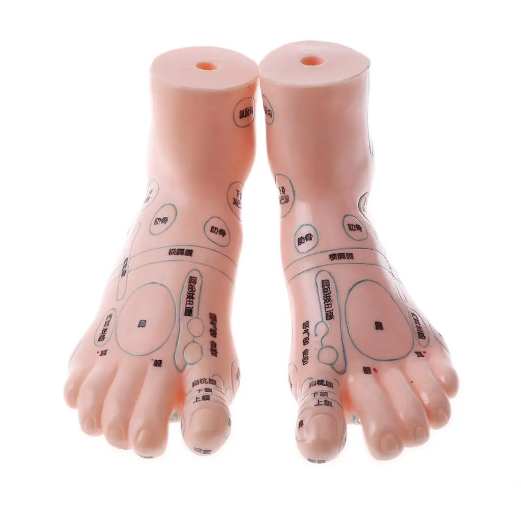 Lab / Study Kit, 1 Pair Human Massage Feet Acupuncture Point Anatomy Model, Model