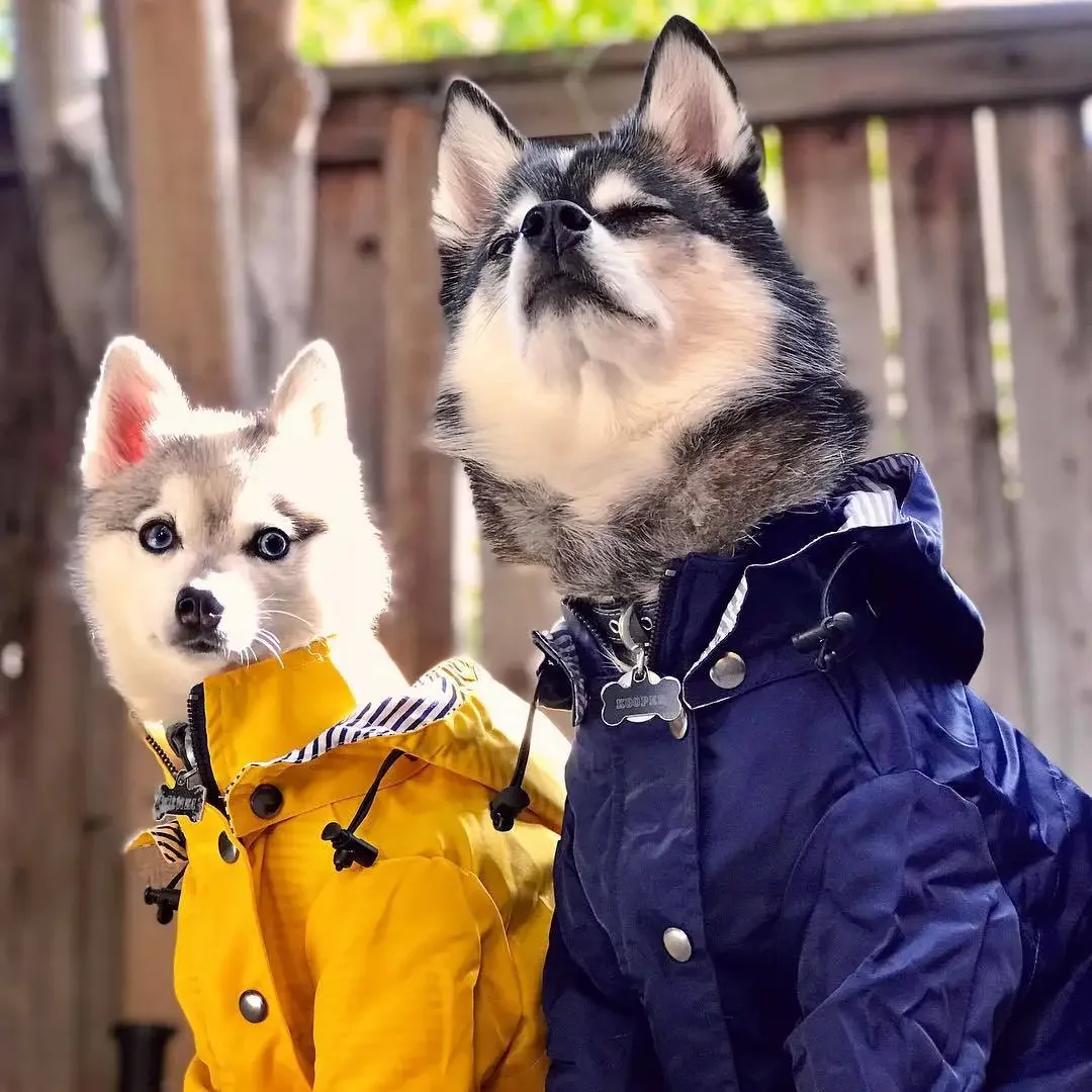 Dog Raincoat Windproof and Rainproof Yellow Puppy Hoodies Jacket Multi-size Suitable for Large, Medium and Small Dog Clothes