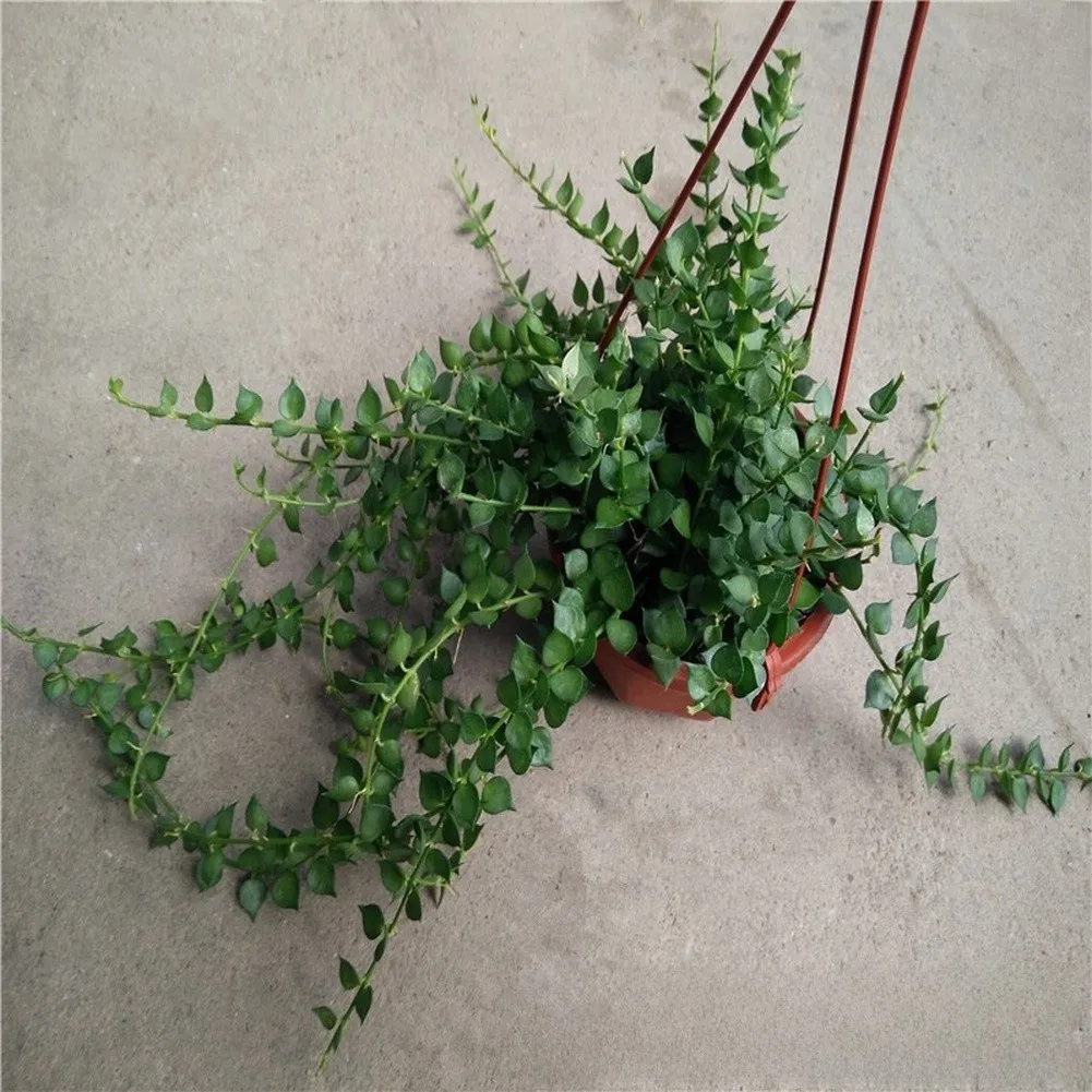 5 Octagonal Hanging Plant Pots with Drainage Capability and Hanging Hooks for Compact Indoor Outdoor Plant Arrangements
