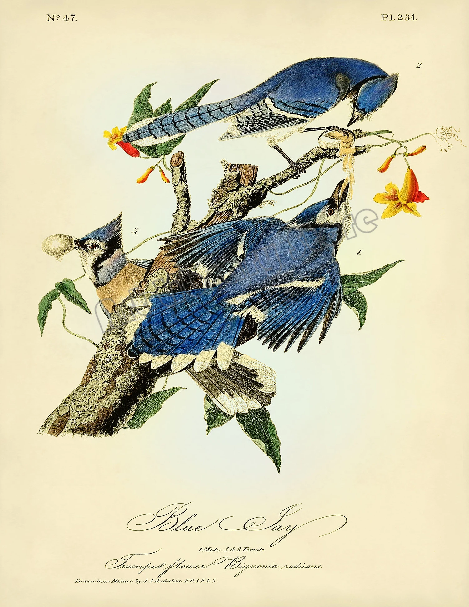 الطيور الأمريكية النباتية الطائر المحاكي ، روبن المشارك حائط لوح رسم صورة فنية ديكور المنزل الكلاسيكية خمر Audubon الفناء الخلفي