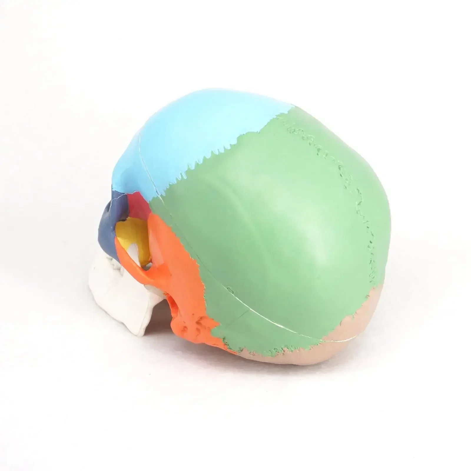 PVC 3 Parts Colored Function Human Skull Anatomical Didactic Models Life Size Medical Science