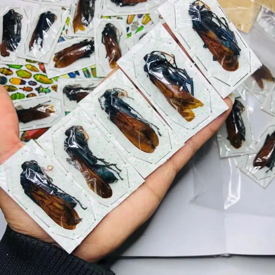

Observation and Research on Scientific Education Materials of Real Bee Insect Specimens DIY Craft Home Decor Photography Props
