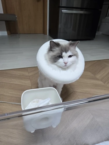 구매후기