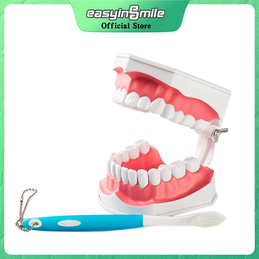 EASYINSMILE Dental Teeth Model 2 Times Large Colgate With Removable Teaching Typodont Model with Toothbrush