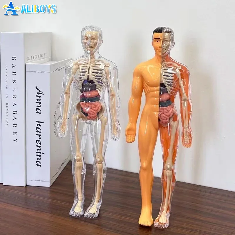 

3D Human Body Torso Model Mannequin Science Education Cognitive Learning Tool Assembly Skeleton Organ Structure Model Kid Toy