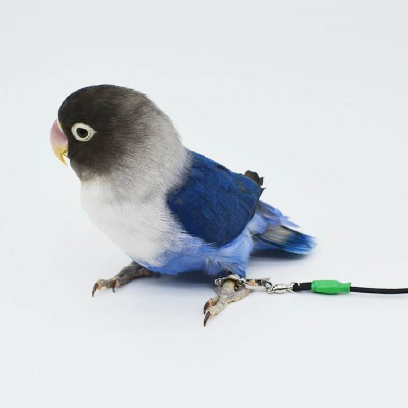 6M Bird Harness Leg Leash Anti-bite Outdoor Flying Training Rope for Parrots