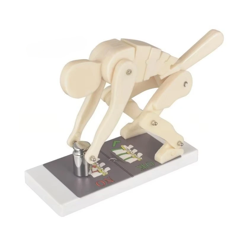 Medical Teaching Model of Weightlifters Spinal Force Demonstration Model for Biomechanical Training