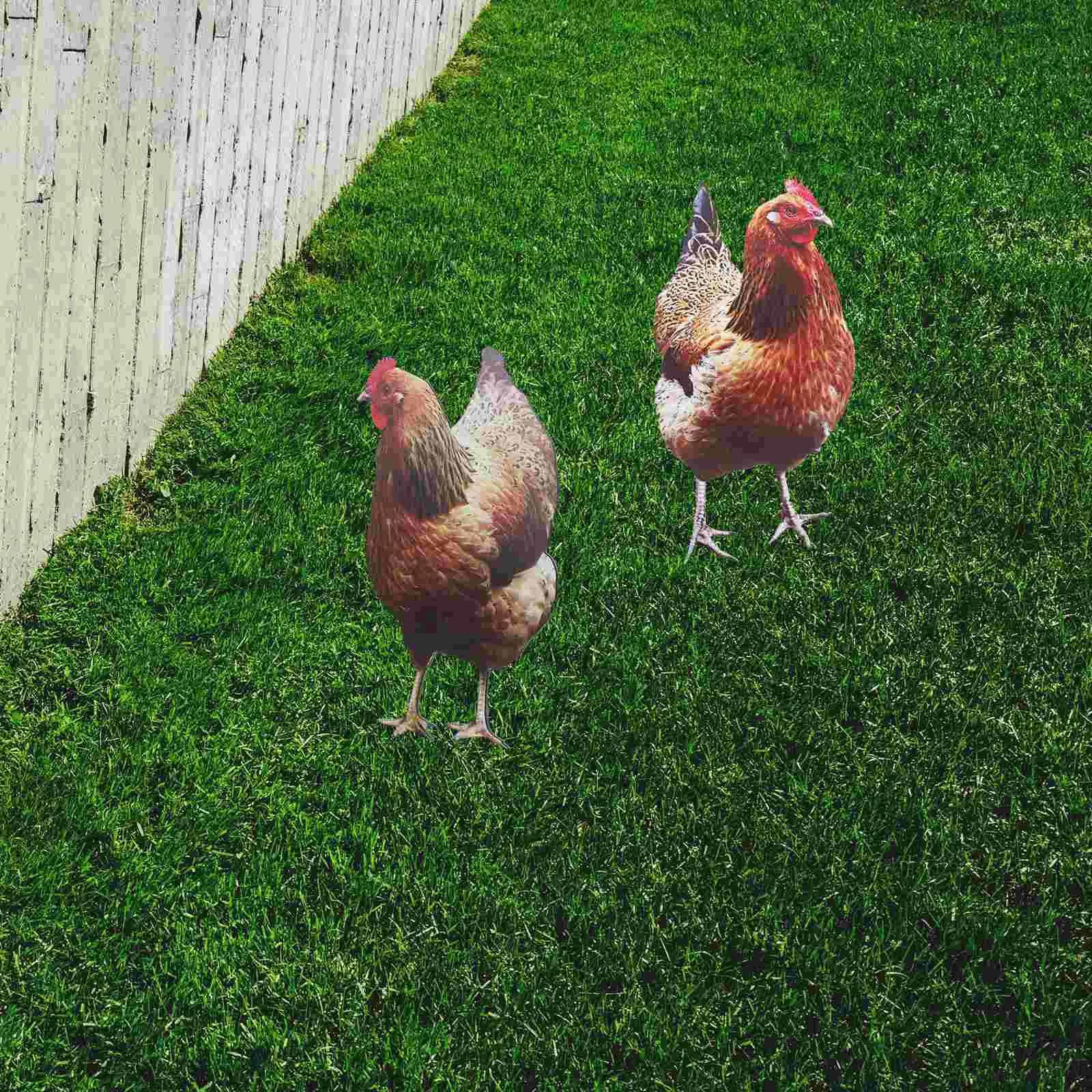 2 Pcs Chicken Garden Decoration Sign Signage Hen Stake Acrylic Yards Decorative