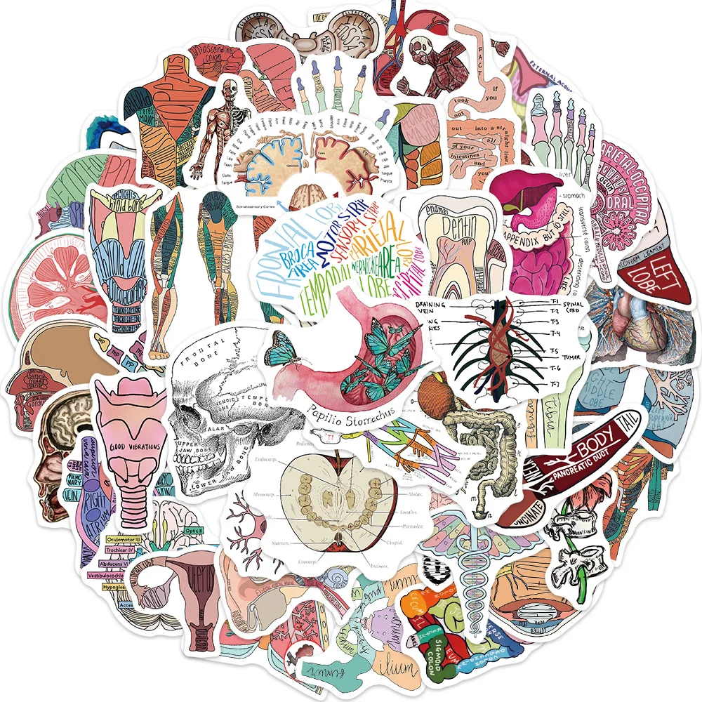 50Pcs Cartoon Human Body Organ Stickers Waterproof Sticker Anatomy Map Decals for Water Bottle Laptop Luggage Phone Kids Toys